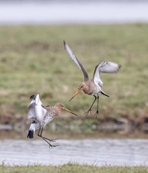 Weidevogelkennisdag