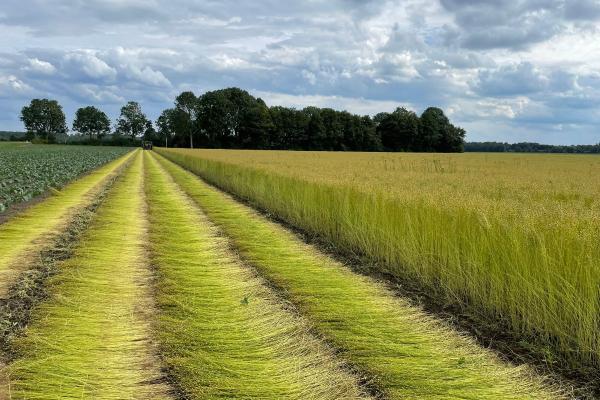  Groeiend Goud: Cascadering van vlas en hennep in Noordoost-Fryslân 